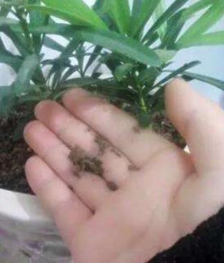 花盆|室内养花浇水总烂根?教你最简单的2个“窍门”,浇水不再烂根!