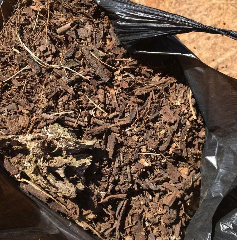 养好君子兰，根本不花钱，找点“废物”浇一浇，长成“极品兰”