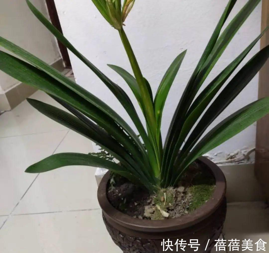 养君子兰就得学会6要点,叶子绿油亮,开花多又大