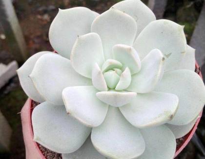 几种“蠢萌”的多肉盆栽，便宜又好养，重点是比贵货还要漂亮