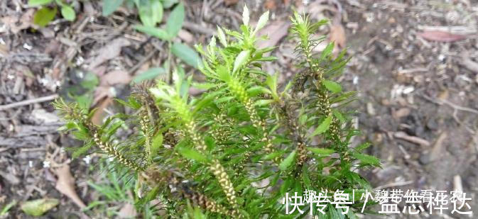 千层|农村山上1种“蛇足石杉”,跌打驳骨药,见到别不认识,市价300元