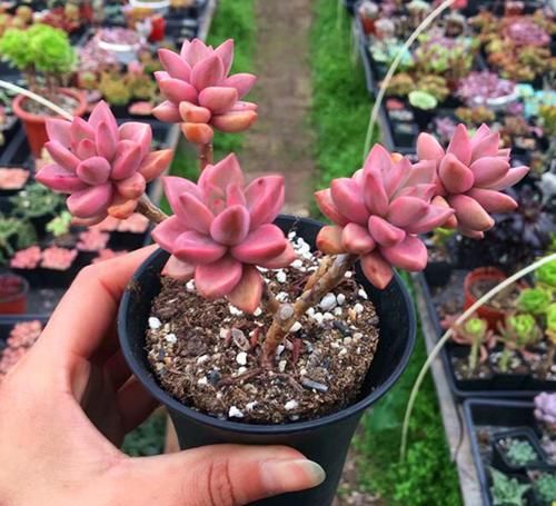  技巧|养多肉姬胧月，了解掌握3个技巧，1年长成悬崖老桩