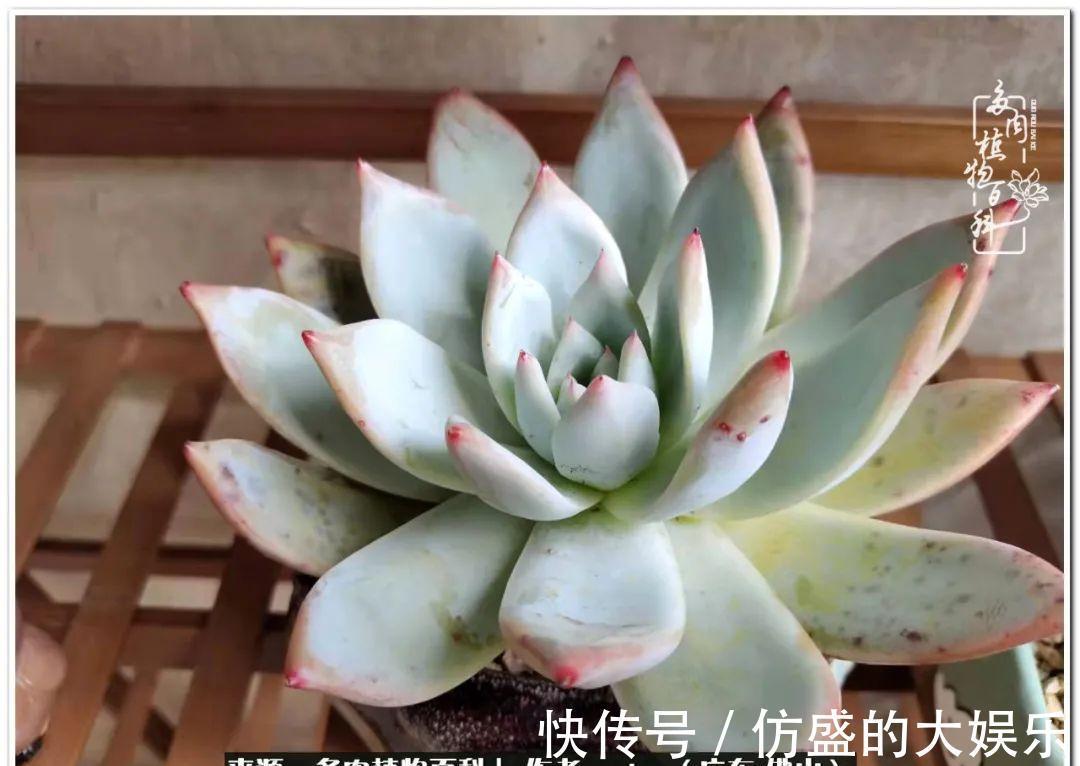 养多肉,慢慢来,我们一起沉淀再绽放!