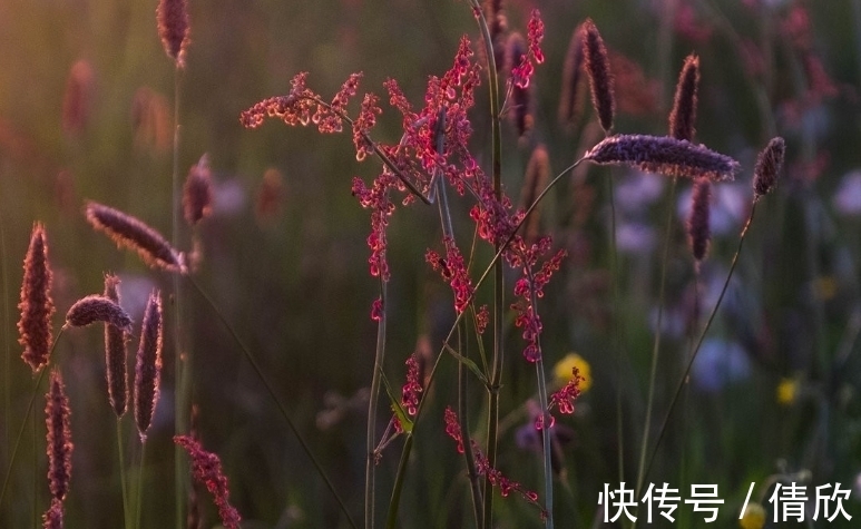 贵人|生肖鸡出生在啥月份，气质出众，魅力满分，贵人和桃花一样多