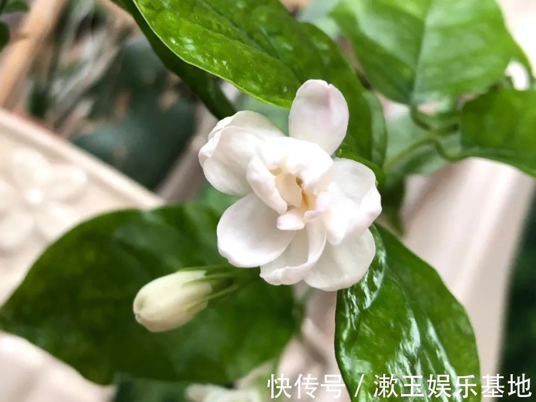 酸性|10种花爱喝醋,浇水加点酸,叶子油亮爱开花!