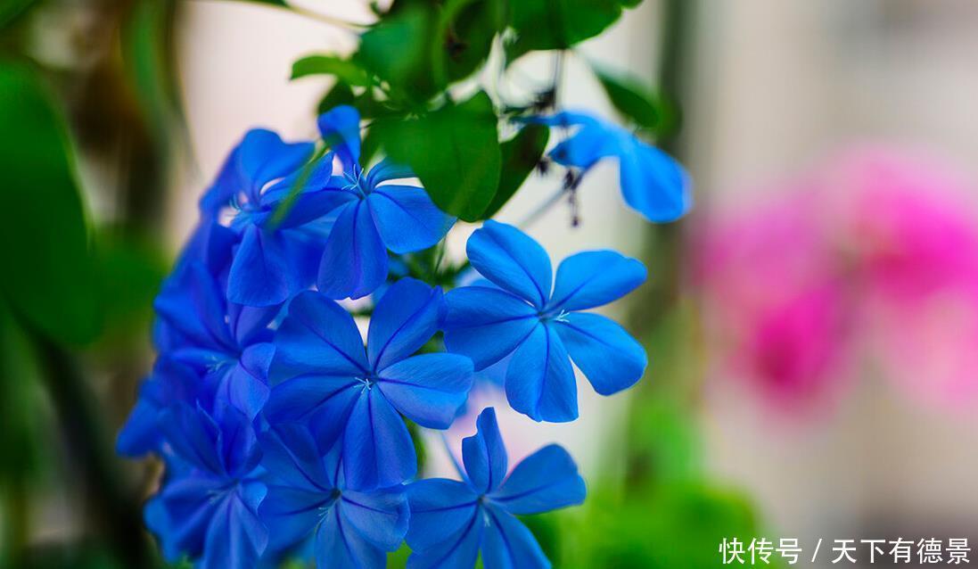 阳台养花学会“组合”，开花就像接力赛，这盆开完那盆开