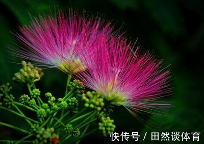 阴阳|失眠多梦者的福音！2味药的清代名方，让你倒头入睡，一觉到天亮