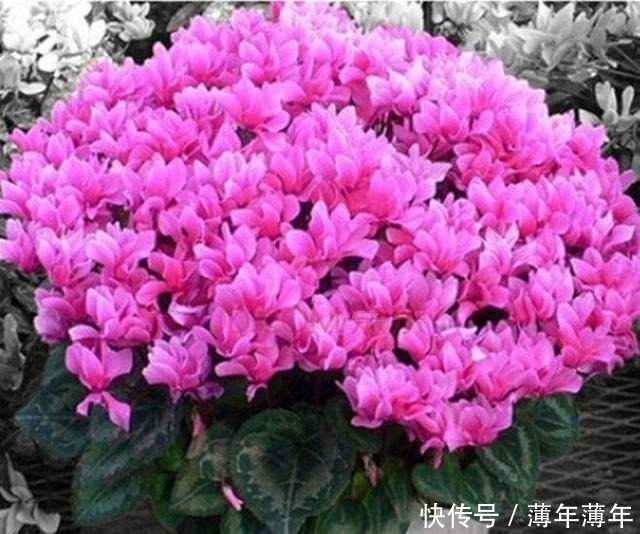 球茎|养仙客来,掌握3点,花朵开不败,一年一轮回!