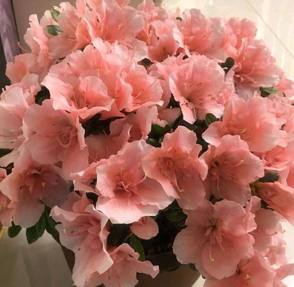 茶花盆栽四季杜鹃，注意3点，枝繁叶茂、花团锦簇、病虫害少