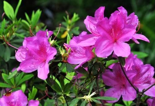 养此4种花,插枝就能活,养护容易,全年开花,室内也能种