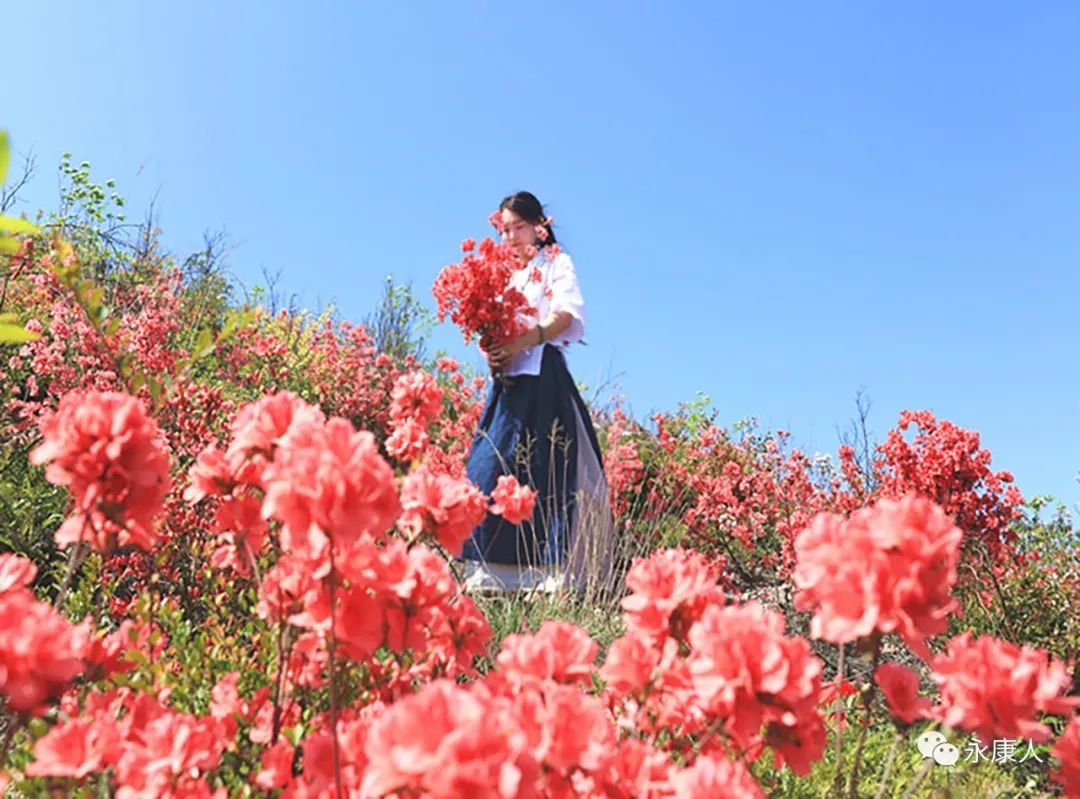 杜鹃花霸屏！永康这个地方的杜鹃花浓郁绽放