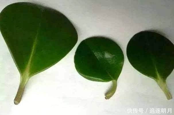 错过|养豆瓣绿不要错过,叶子都能长一棵,一次繁殖100盆,爆盆快
