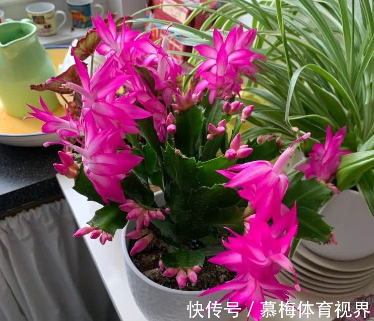 蟹爪兰度夏如渡劫，日常盆栽做好此3点，秋凉才能呼呼窜花苞