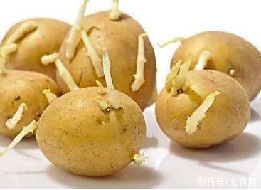 中毒|这些天然毒素要警惕 尤其是最后这种毒素你有可能天天碰见