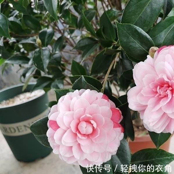 五色红丹|这种花是世界著名的花,多色的花,美丽的,牡丹不失,容易保养,栽培很有价值