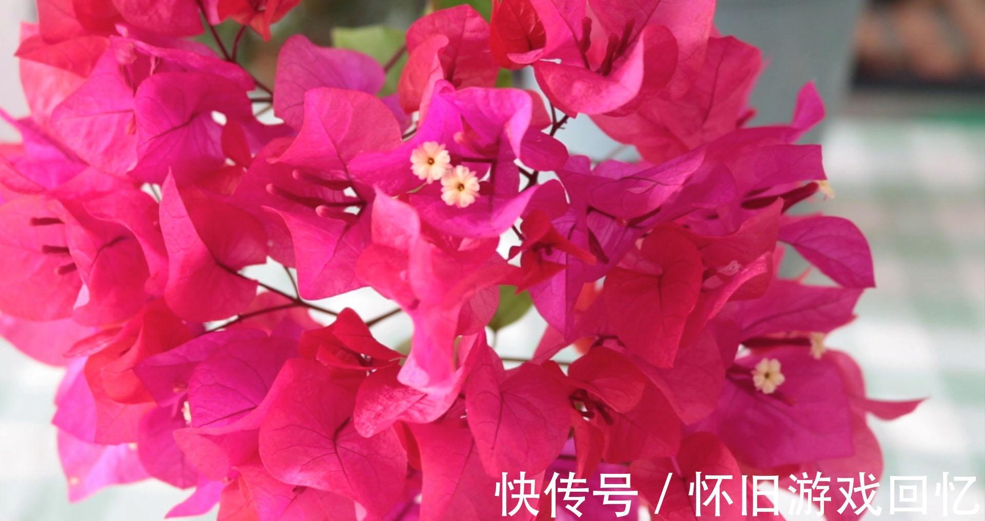 详细讲解三角梅越冬问题,提早做好防护措施,减少冻伤的情况发生