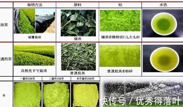生产|你知道什么是抹茶吗抹茶究竟是如何生产出来的今天可算知道了!