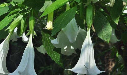 麻醉药|下次在某个地方遇见了,可千万不能乱用这种花!