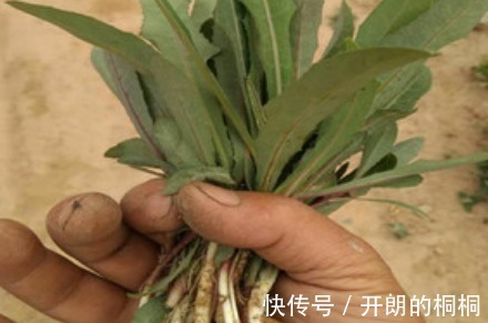 药材|猪都不愿吃的野草,原来是名贵药材苦麻草也叫“护肝草”