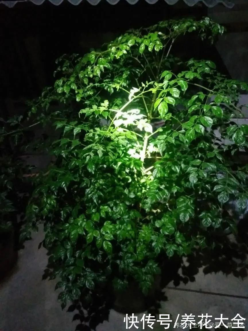 10种花越高越值钱,能长到2米,大高个霸气镇宅