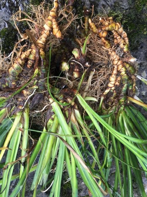 根茎|1种生在水边的“野草”，人们视而不见，却是珍贵的“中草药”