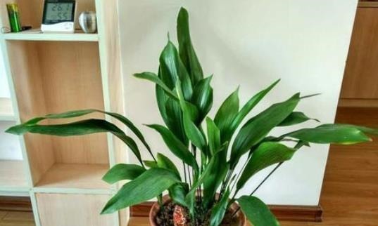 懒人不适合养花?错!选择5种花,不挑土,耐干旱,不管它都长!