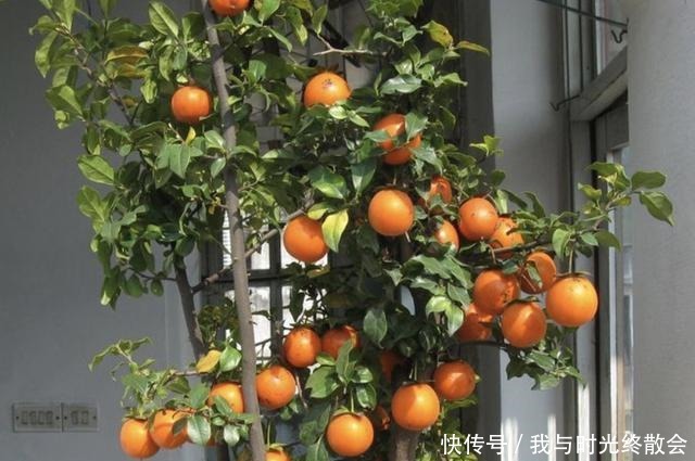 弹子|上万1棵的“盆景树”,养2盆“镇宅”,观赏价值也高,关键值钱!