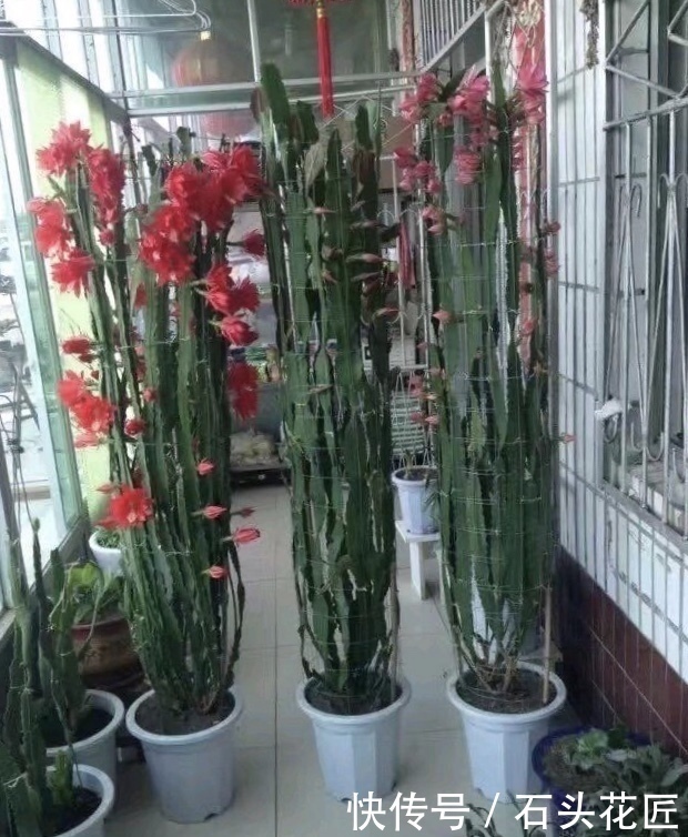 阳台|他家阳台养了“20盆”令箭荷花,长到1米5高,花苞巴掌大