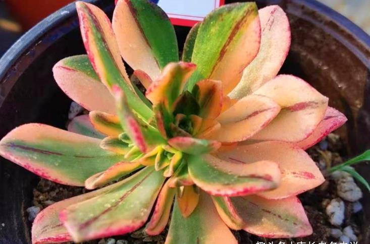 法师|喜欢带深色条纹的法师系多肉?我只知道这些品种,你还能补充吗?