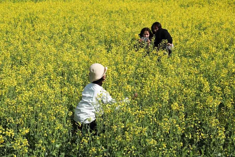 老年|醉美春色！福建武夷山500亩油菜花开景如画