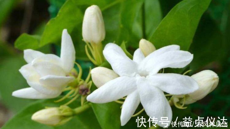 星形花|4种花很漂亮，漂亮又好闻，全年开花不断，好养易爆盆