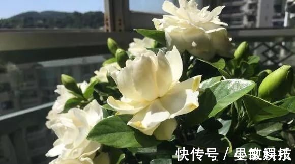 这6种花儿爱吃酸，每月1勺“酸水”，花苞满盆看不见叶