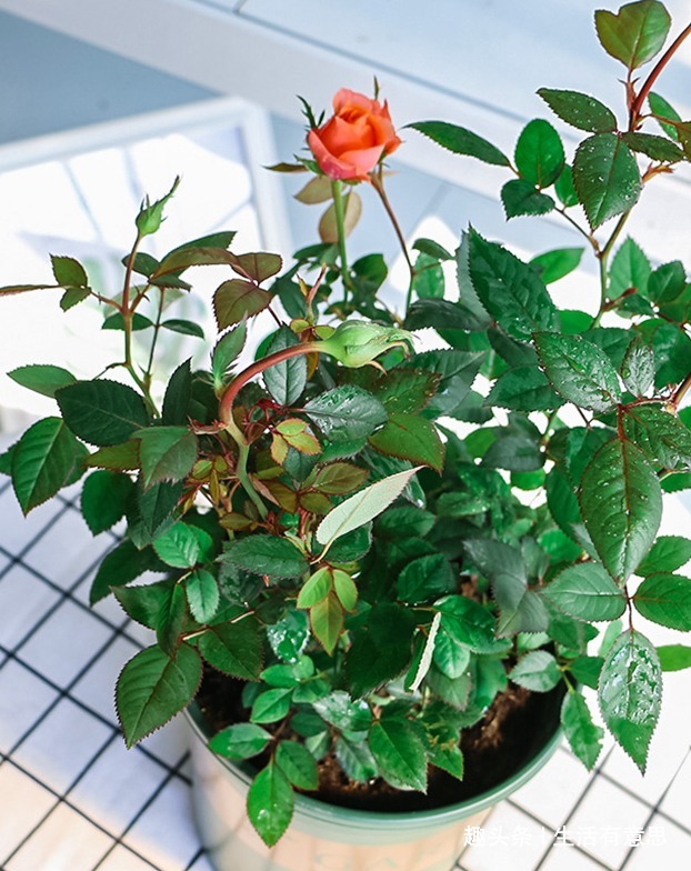 最能代表爱情的，始终还是玫瑰，此花，被称“微型玫瑰花”，好养