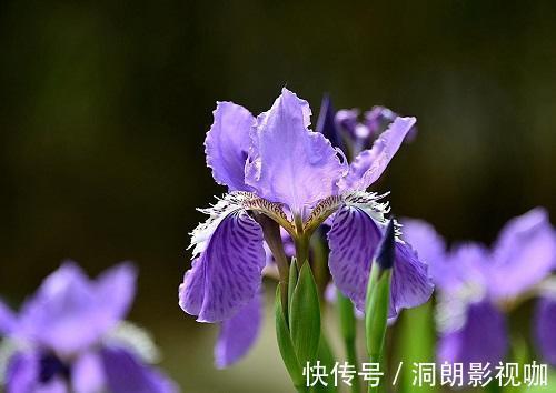 花型|十二生肖有专属自己的“守护花”，看看你是哪一种，你家养了吗