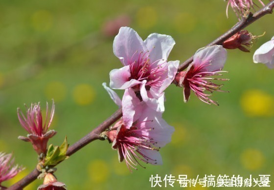 属相|未来一周，喜鹊送喜，4属相有福有财有鸿运，生活富足平安