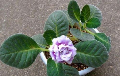 家里养4种花,只用叶子就能插活,方法也简单