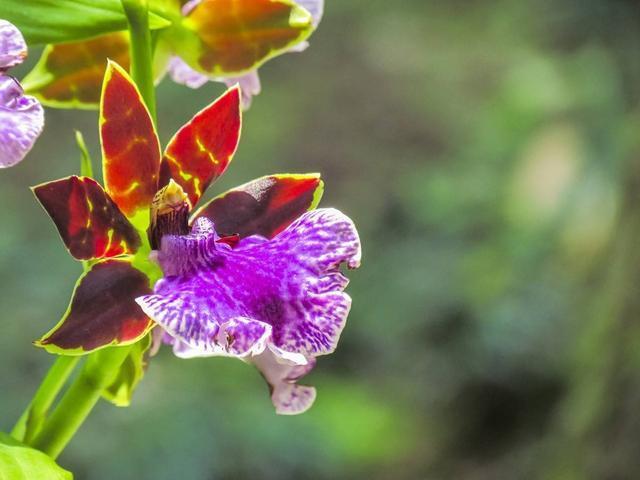 4种“废料”放盆底，烂根积水都不怕，养花其实很简单！