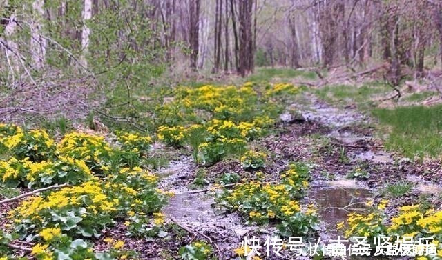 肠胃疾病|长在溪边无人识，叶子却极珍贵，俗称“驴蹄菜”，别忽视