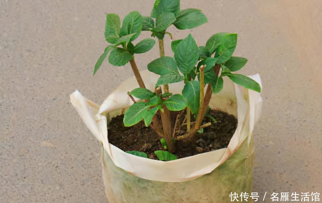 秘密|绣球老桩的“秘密”,识货人都不买,白给也不要