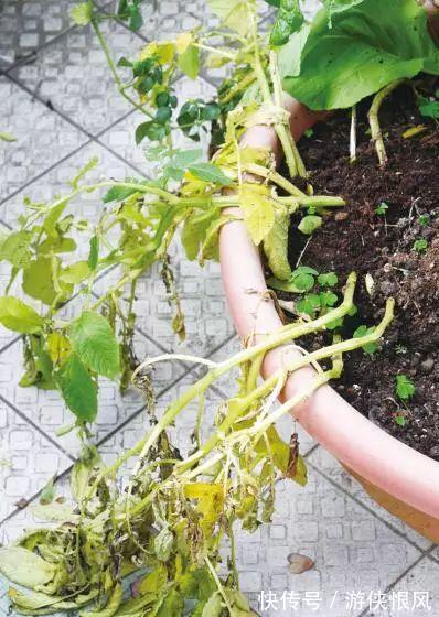 盆栽|发芽的土豆有毒不敢吃,养成盆栽1颗变10颗,老人特别喜欢