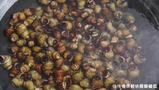想让田螺沙吐净,只放盐是不行的,多加一勺“它”,田螺狂吐沙