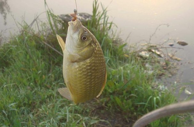冬天怎么钓鲫鱼？用饵、钓位、天气、装备、技巧一个都不能少