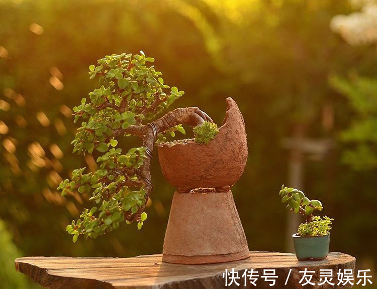 养出“这样的”金枝玉叶,需要“硬功夫”,学会4招,一盆上千块