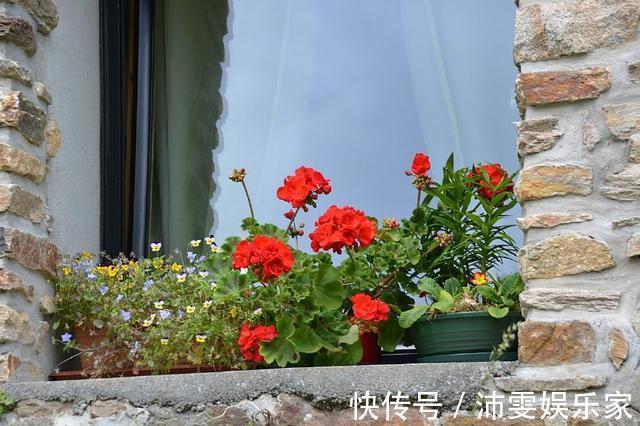 天竺葵|这一花卉一年四季都开花,快来养一盆,附上养护方法和注意事项