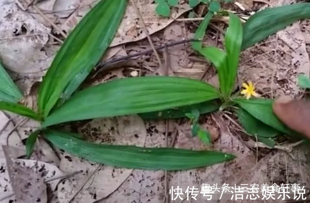 老家|农村此种野草像极了“竹叶”,50元一斤成了稀罕货