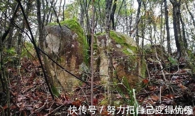 雨水|内炼一口气,不接触土壤都能生根,兰花原来是这么生长的