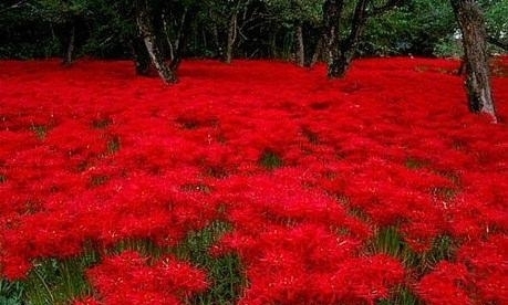 石蒜类|彼岸花,恶魔的温柔