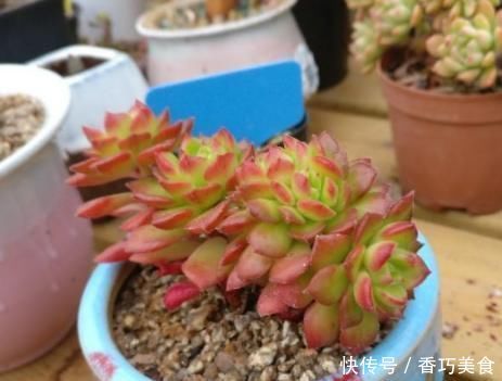 想要多肉变形教你4招缀化方法,第3种1周就能变成鸡冠头