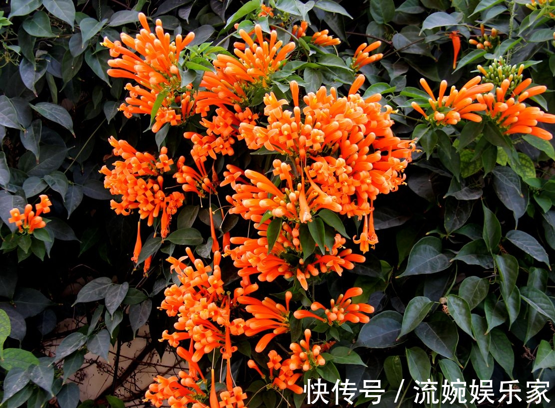 炮仗|家养炮仗花,花开“放鞭炮”,能开180天,喜庆漂亮成“花墙”