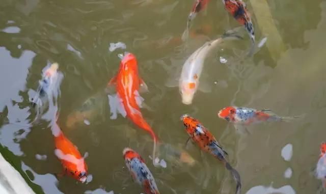 院子里的荷花鱼池，种这些绿植无需过滤又美观